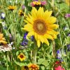 flower garden