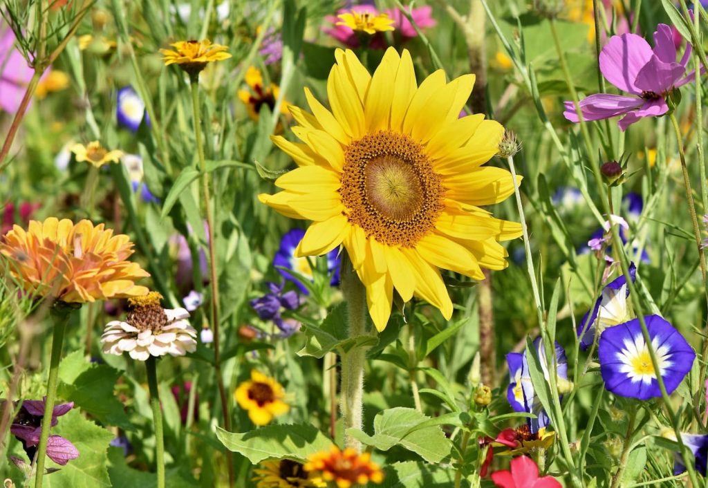flower garden